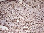 FBXW7 Antibody in Immunohistochemistry (Paraffin) (IHC (P))