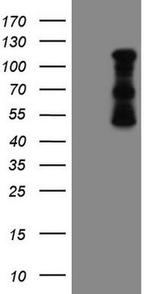 FBXW7 Antibody in Western Blot (WB)