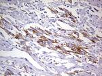 MRPS11 Antibody in Immunohistochemistry (Paraffin) (IHC (P))