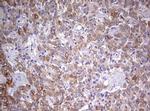 MRPS11 Antibody in Immunohistochemistry (Paraffin) (IHC (P))