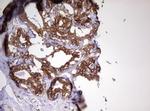 MRPS11 Antibody in Immunohistochemistry (Paraffin) (IHC (P))