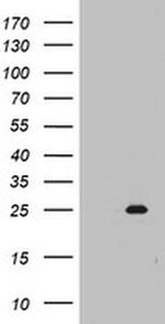 MRPS11 Antibody in Western Blot (WB)