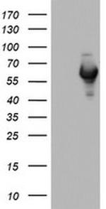 NAB1 Antibody in Western Blot (WB)