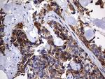 DAP3 Antibody in Immunohistochemistry (Paraffin) (IHC (P))