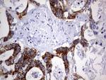 DAP3 Antibody in Immunohistochemistry (Paraffin) (IHC (P))