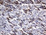 DAP3 Antibody in Immunohistochemistry (Paraffin) (IHC (P))