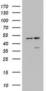 DAP3 Antibody in Western Blot (WB)