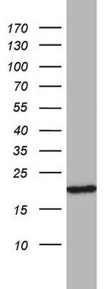 MRPS11 Antibody in Western Blot (WB)