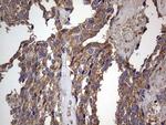 DOCK8 Antibody in Immunohistochemistry (Paraffin) (IHC (P))