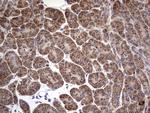 DOCK8 Antibody in Immunohistochemistry (Paraffin) (IHC (P))