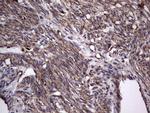 DOCK8 Antibody in Immunohistochemistry (Paraffin) (IHC (P))