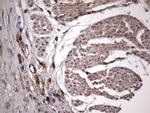 DOCK8 Antibody in Immunohistochemistry (Paraffin) (IHC (P))