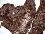 DOCK8 Antibody in Immunohistochemistry (Paraffin) (IHC (P))