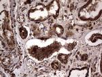 DOCK8 Antibody in Immunohistochemistry (Paraffin) (IHC (P))