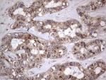 DOCK8 Antibody in Immunohistochemistry (Paraffin) (IHC (P))