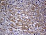 ARL3 Antibody in Immunohistochemistry (Paraffin) (IHC (P))