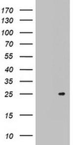 ARL3 Antibody in Western Blot (WB)