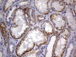 ARL3 Antibody in Immunohistochemistry (Paraffin) (IHC (P))