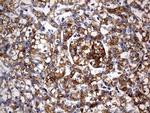 ARL3 Antibody in Immunohistochemistry (Paraffin) (IHC (P))