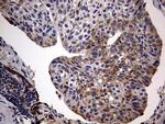 ARL3 Antibody in Immunohistochemistry (Paraffin) (IHC (P))