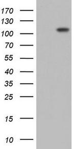 PLOD2 Antibody in Western Blot (WB)