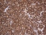 Macro H2A.2 Antibody in Immunohistochemistry (Paraffin) (IHC (P))