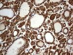 Macro H2A.2 Antibody in Immunohistochemistry (Paraffin) (IHC (P))