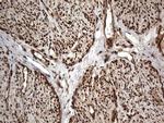 Macro H2A.2 Antibody in Immunohistochemistry (Paraffin) (IHC (P))