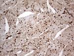 Macro H2A.2 Antibody in Immunohistochemistry (Paraffin) (IHC (P))