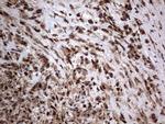 Macro H2A.2 Antibody in Immunohistochemistry (Paraffin) (IHC (P))