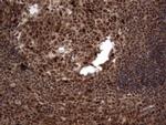 Macro H2A.2 Antibody in Immunohistochemistry (Paraffin) (IHC (P))