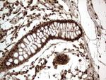 Macro H2A.2 Antibody in Immunohistochemistry (Paraffin) (IHC (P))