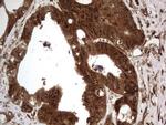 Macro H2A.2 Antibody in Immunohistochemistry (Paraffin) (IHC (P))