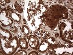 Macro H2A.2 Antibody in Immunohistochemistry (Paraffin) (IHC (P))