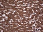 Macro H2A.2 Antibody in Immunohistochemistry (Paraffin) (IHC (P))