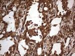 Macro H2A.2 Antibody in Immunohistochemistry (Paraffin) (IHC (P))