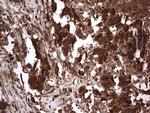 Macro H2A.2 Antibody in Immunohistochemistry (Paraffin) (IHC (P))