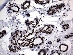 Macro H2A.2 Antibody in Immunohistochemistry (Paraffin) (IHC (P))