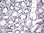 Macro H2A.2 Antibody in Immunohistochemistry (Paraffin) (IHC (P))