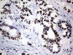 Macro H2A.2 Antibody in Immunohistochemistry (Paraffin) (IHC (P))