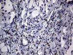 Macro H2A.2 Antibody in Immunohistochemistry (Paraffin) (IHC (P))