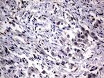 Macro H2A.2 Antibody in Immunohistochemistry (Paraffin) (IHC (P))