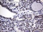 Macro H2A.2 Antibody in Immunohistochemistry (Paraffin) (IHC (P))