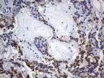 ISCU Antibody in Immunohistochemistry (Paraffin) (IHC (P))