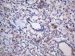 ISCU Antibody in Immunohistochemistry (Paraffin) (IHC (P))