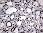 Macro H2A.2 Antibody in Immunohistochemistry (Paraffin) (IHC (P))