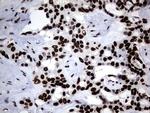 Macro H2A.2 Antibody in Immunohistochemistry (Paraffin) (IHC (P))