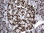 Macro H2A.2 Antibody in Immunohistochemistry (Paraffin) (IHC (P))