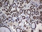 Macro H2A.2 Antibody in Immunohistochemistry (Paraffin) (IHC (P))