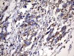 MSRB3 Antibody in Immunohistochemistry (Paraffin) (IHC (P))